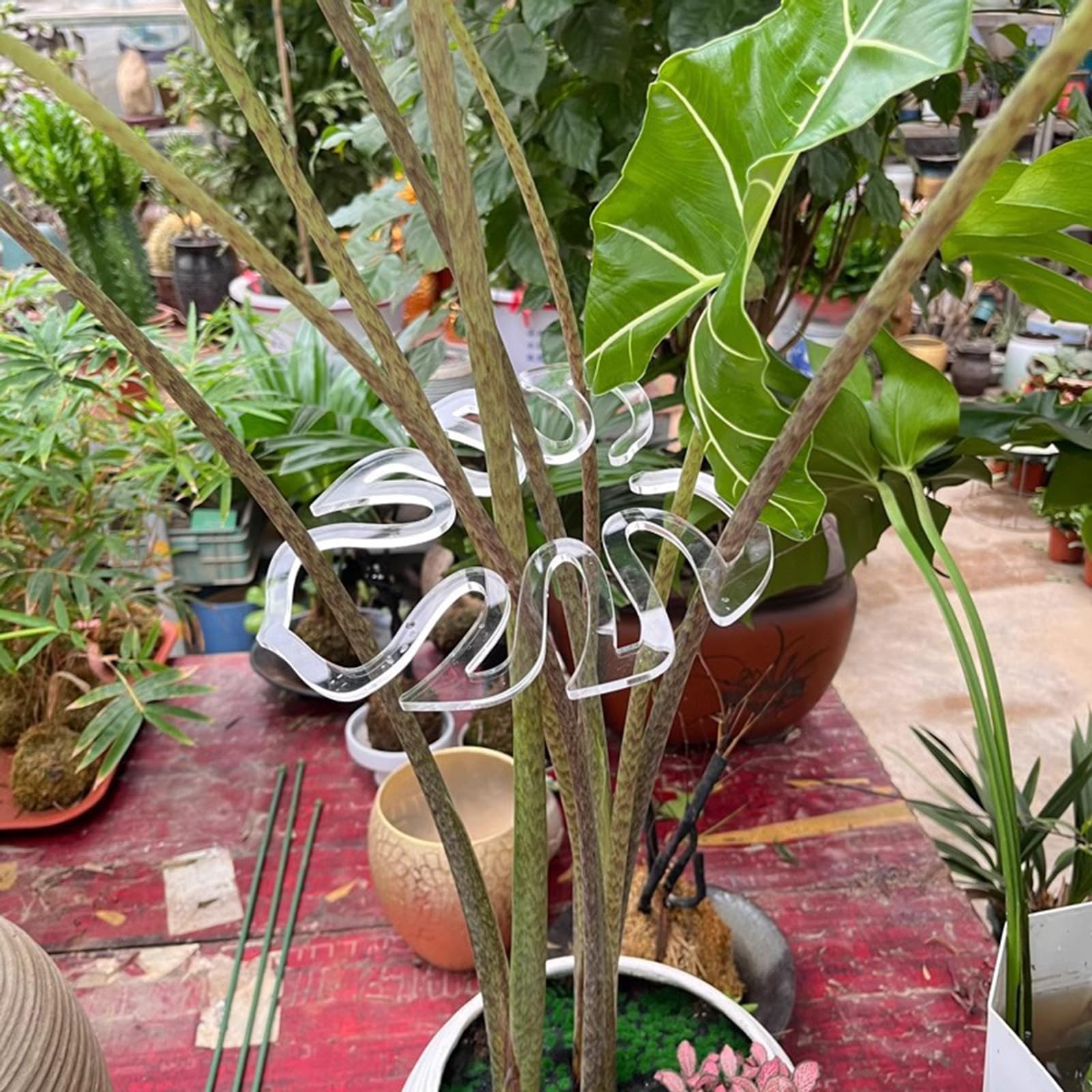 Supporti per Clip Supporto da Giardinaggio Gestione efficiente, Adatti per i Piccoli vasi Che per Le Clip Supporto per Piante in plastica per l ' Agricoltura Larga