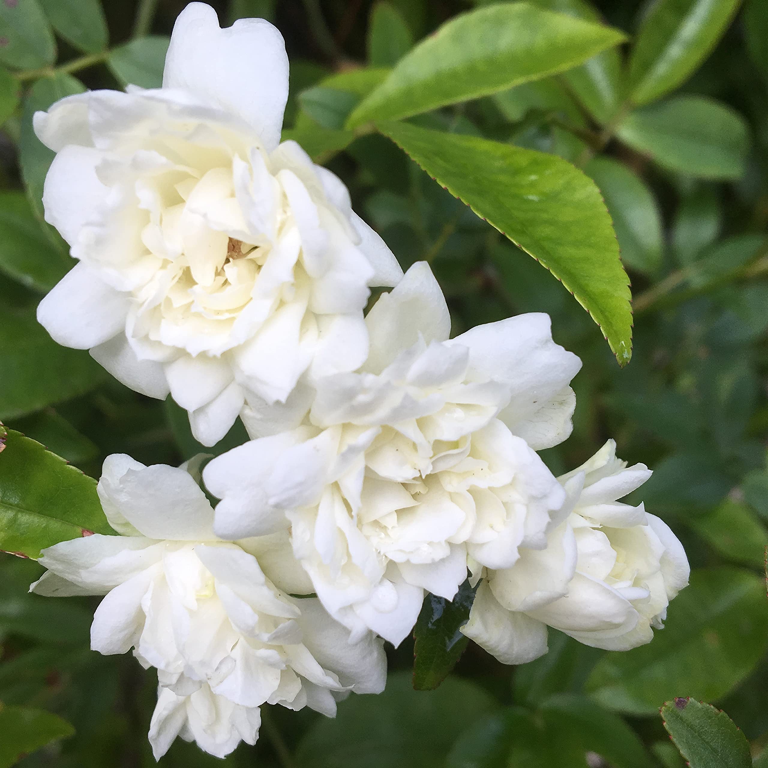 Buy Gorgeous Garden Roses Rosa Banksia Alba Plena - 5.5lt Potted ...