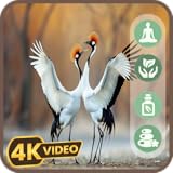 Animales de fiesta bailando: jazz animado para un buen ambiente