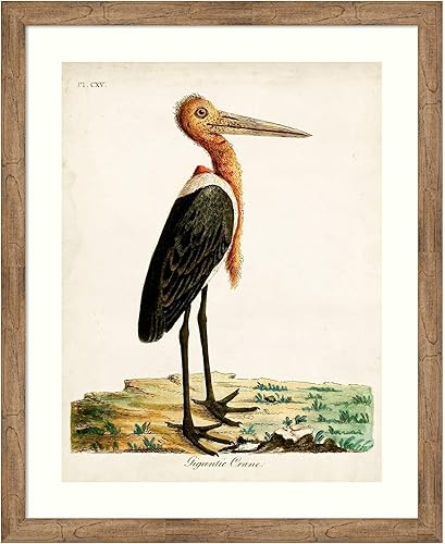 Amanti Art Framed Wall Art Print 44x36 Gigantic Crane by John Latham, Animals Wall Art, Vintage Decor, X-Large Poster Painting Artwork for Living