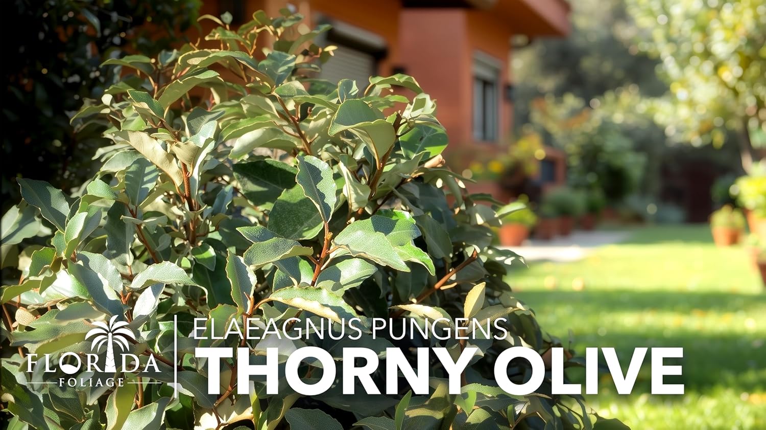 Elaeagnus Pungens I 10 Live Plants I Thorny Olive I Hardy Evergreen Shrub with Fragrant Blooms, Perfect for Hedges, Screening & Ornamental Garden Display