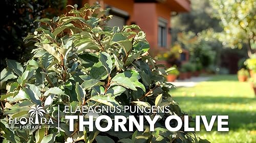 Vista 4 de Elaeagnus Pungens I 3 plantas vivas I Thorny Olive I Hardy arbusto de hoja perenne con flores fragantes, perfecto para setos, cribado y exhibición