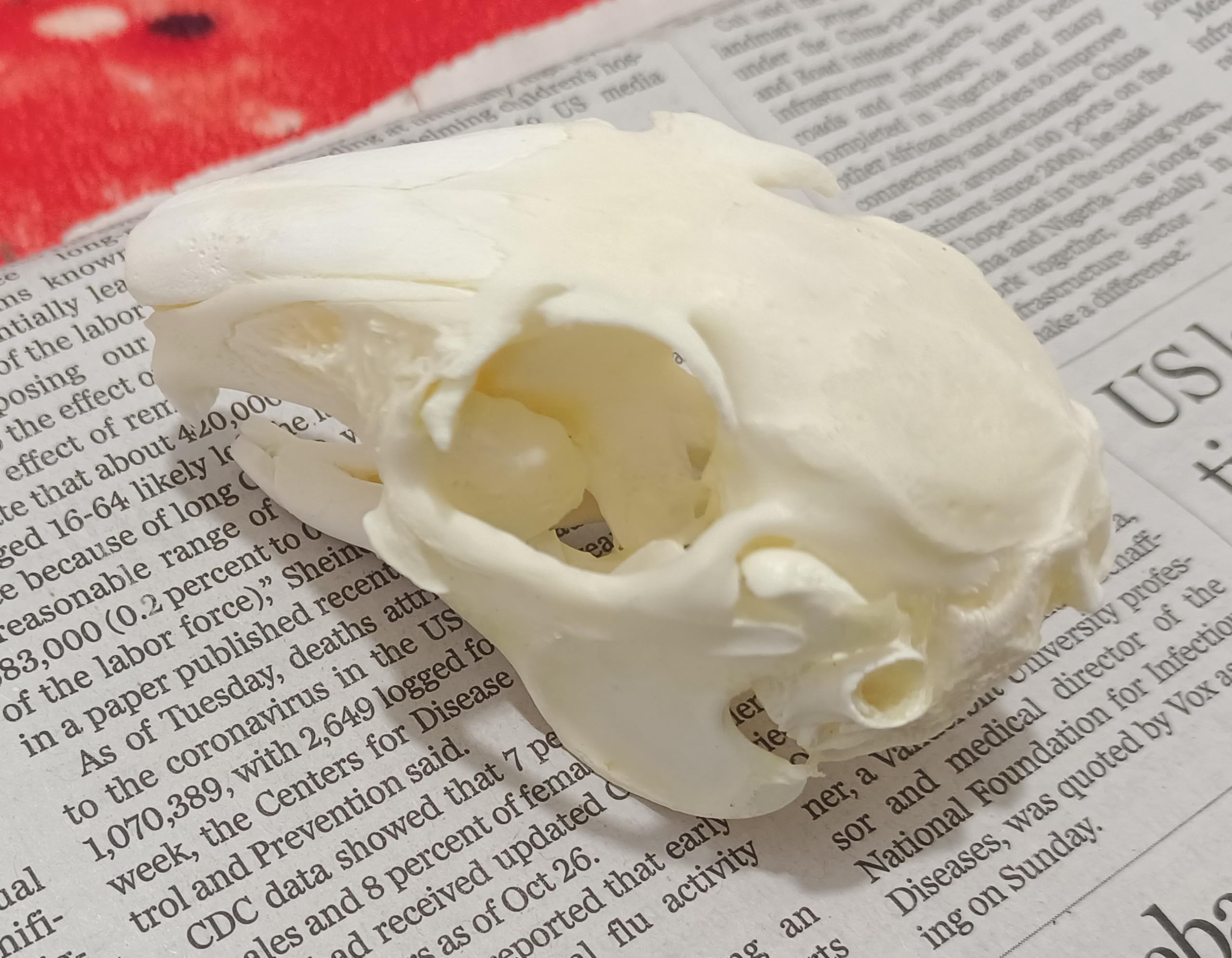 FgriD Taxidermy Real Animals Skulls, Real Bones Specimen, Taxidermy Supplies for Science Education, Christmas Gifts?Special Gift (Rabbit)