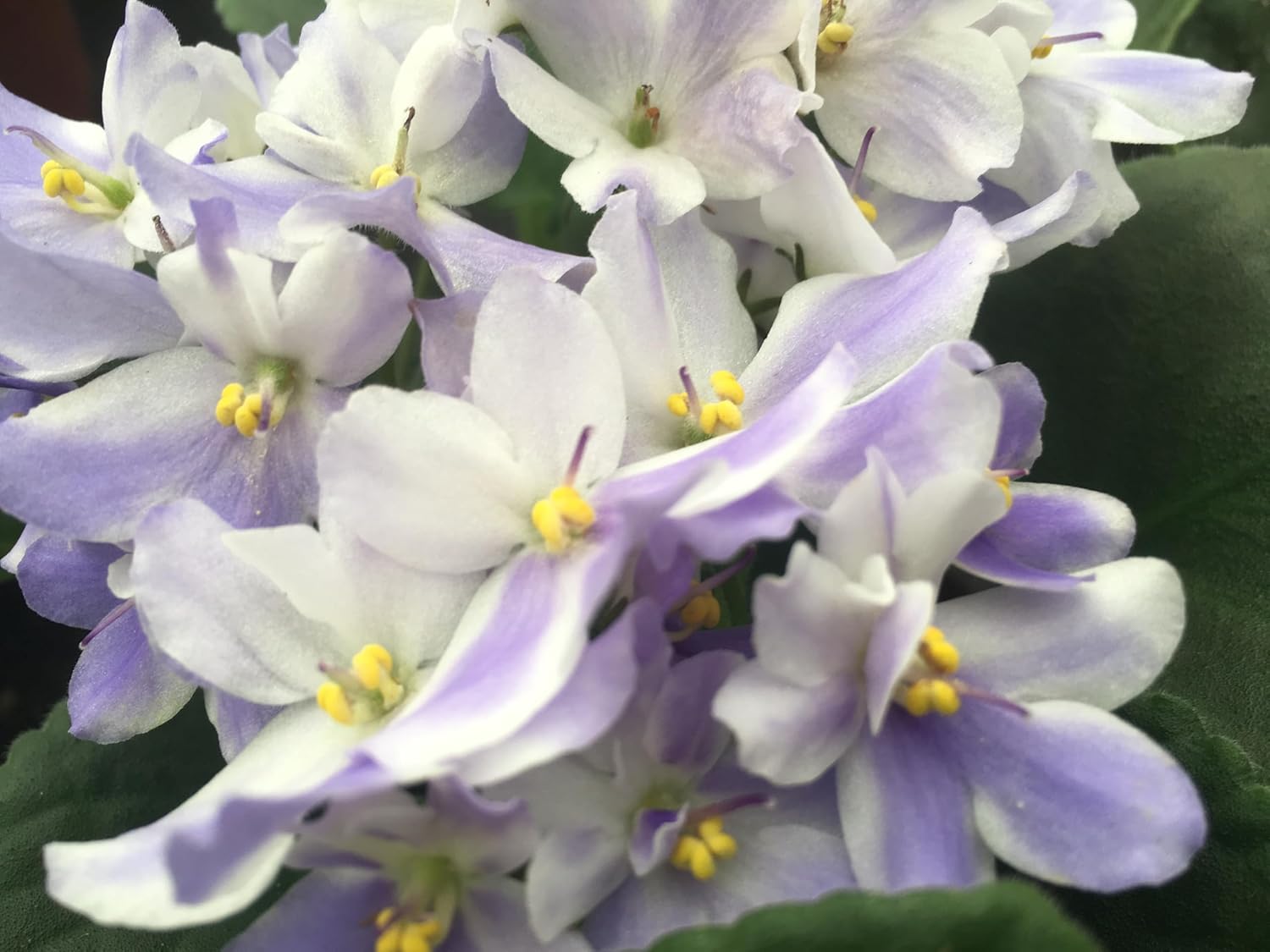 Optimara African Violet Variety Pack (2 Plants) 4" Pots, Grower's-Choice Assorted Varieties