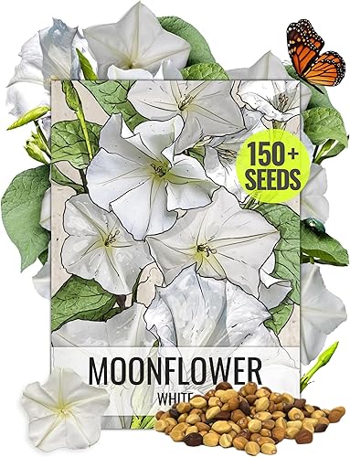 Seed Needs Semillas de flor de luna para plantar flores blancas de verano prolíficas | 1 onza de semillas de vid Ipomoea Alba Las flores de luna
