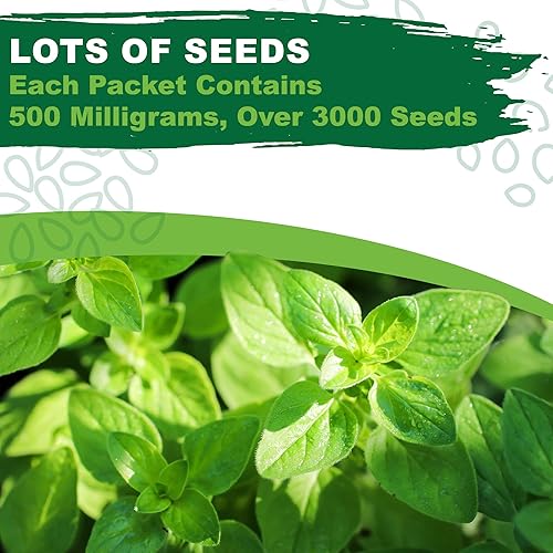 Miniatura 5 de TKE Farms & Gardens - Más de 3000 semillas de orégano, 500 mg, reliquia sin OMG, hierba perenne polinizada abierta, Origanum vulgare, para jardines