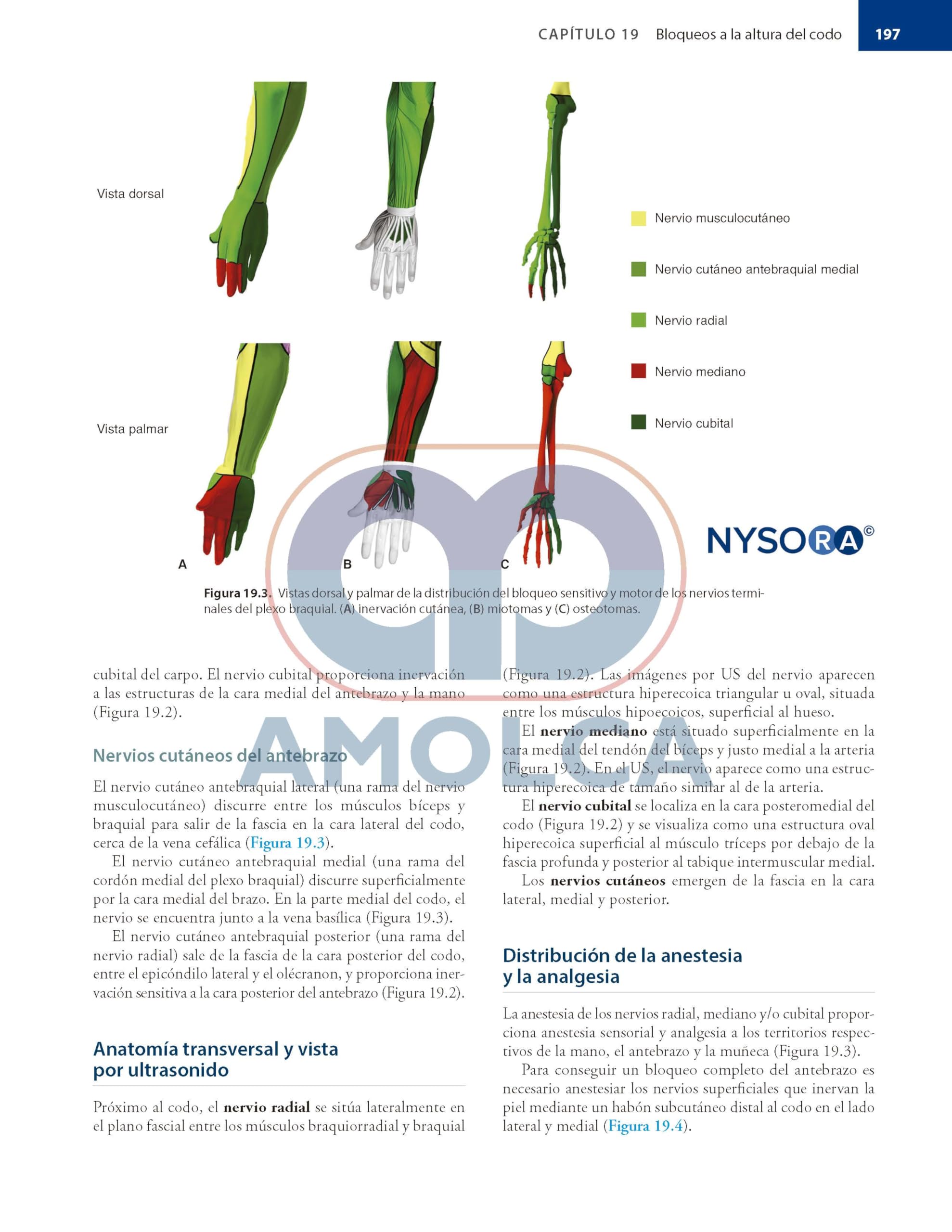 Bloqueos Nerviosos Periféricos y Anatomía para Anestesia Regional Guiada por Ecografía de HADZIC