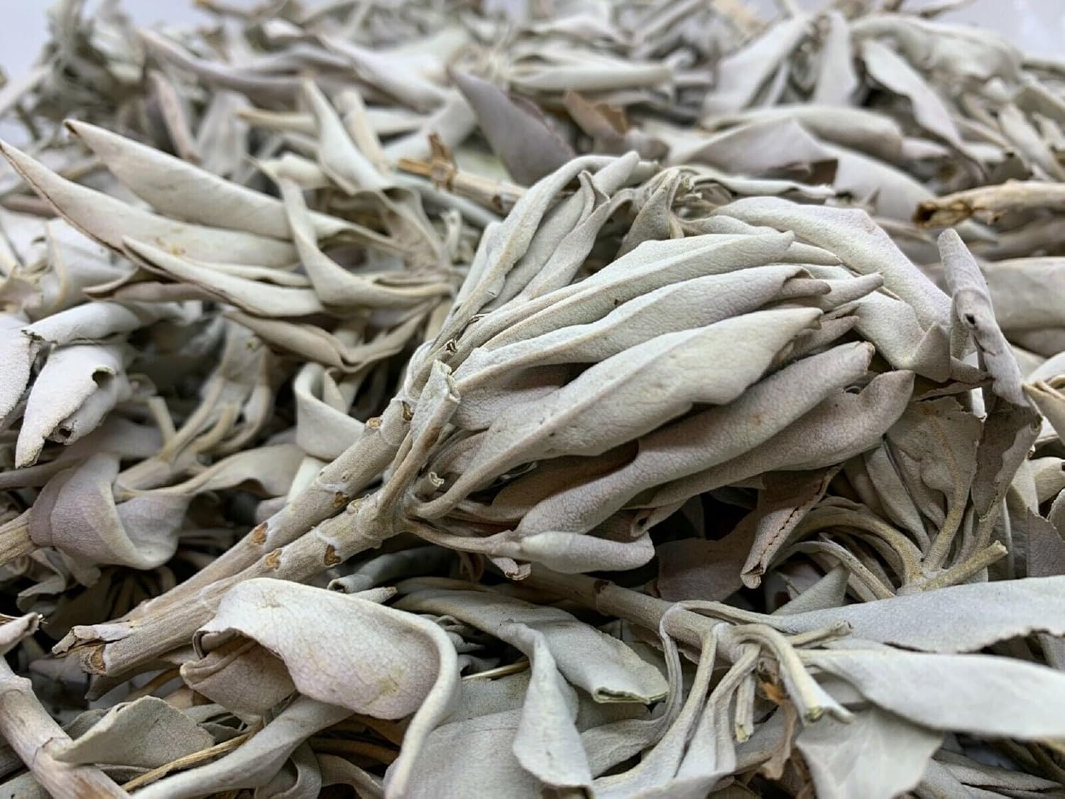 Loose White Sage Smudge Leaves & Clusters, California White Sage Clusters, Loose Leaf, Cleansing, House Blessings, Wholesale Bulk Lot (8 oz)