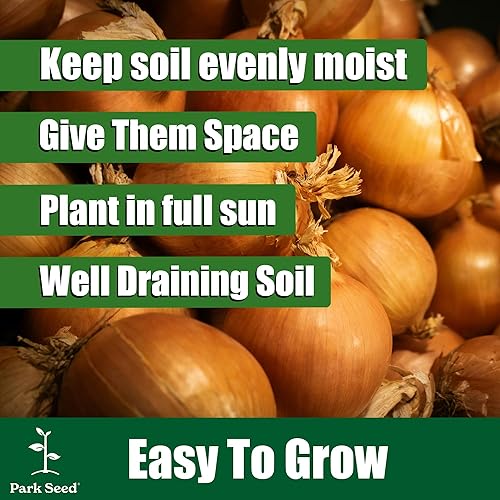 Miniatura 5 de Park Seed Organic Parade Semillas de cebolleta  Cebollas verdes de alto rendimiento, tallos crujientes de 12 a 16 pulgadas, resistentes a los