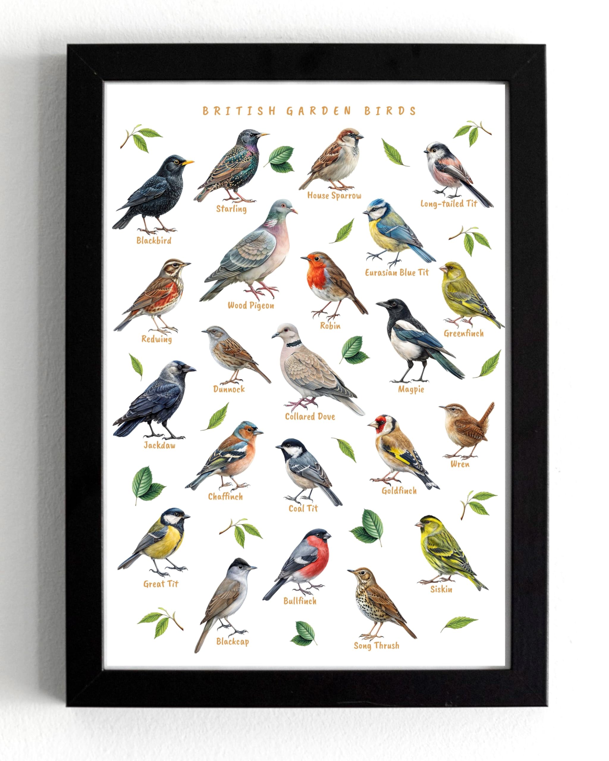 British Garden Birds Educational Wall Art Print, A5 Black Frame, 21 x 16 cm, Bird Species Identification Chart