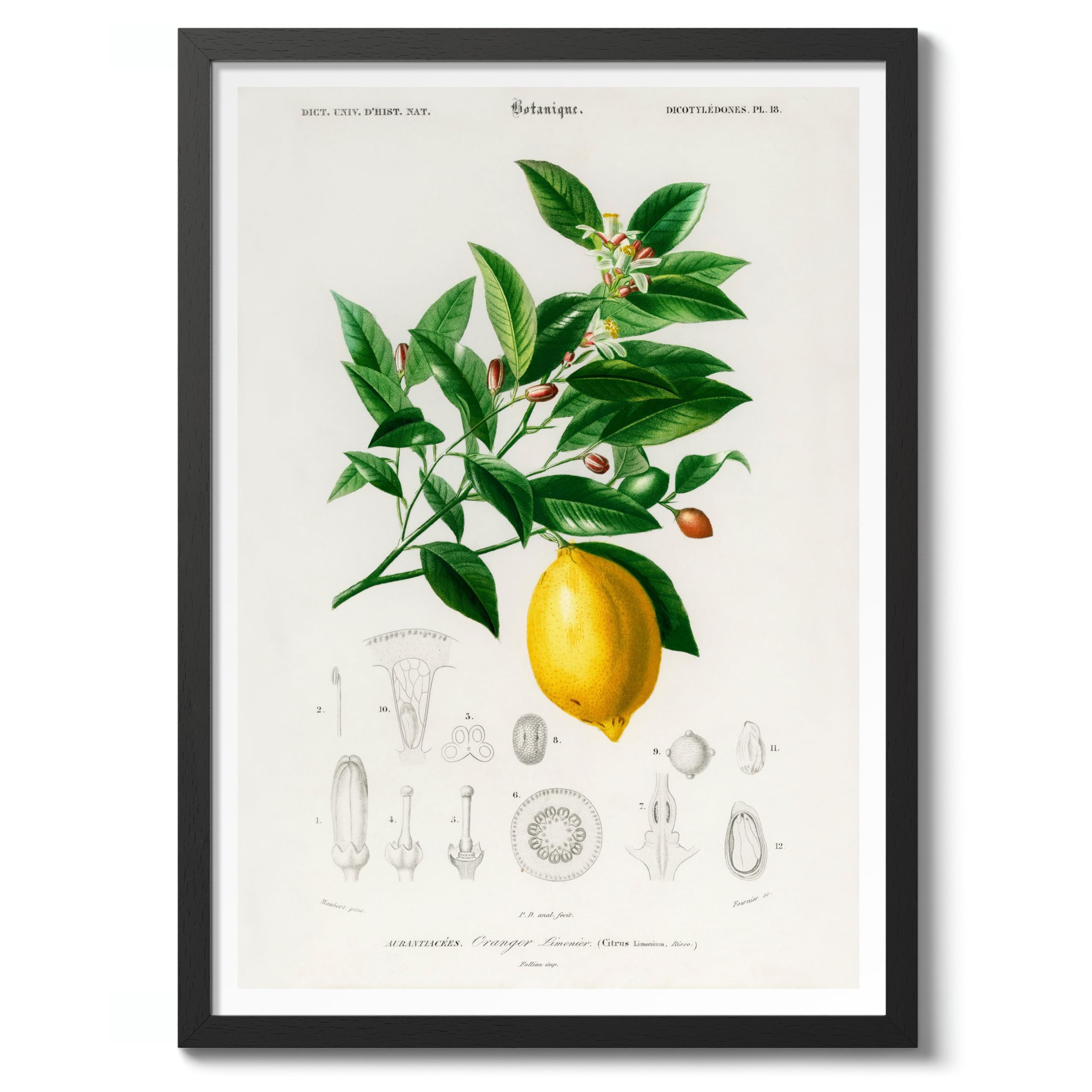 Lemon Charles Dessalines D'Orbigny Poster, Vintage Botanical Prints, Encyclopedia Retro Wall Art Home Decor, Archival Matte, A3 (Black Frame) - 42x29.7cm โ image 1