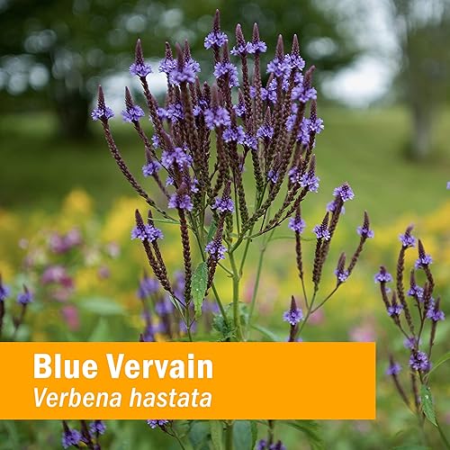 Miniatura 2 de Herb Pharm Extracto líquido de verbena orgánico certificado, azul, 1 onza líquida