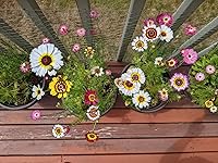 Review Image by Gigomon Gigomon