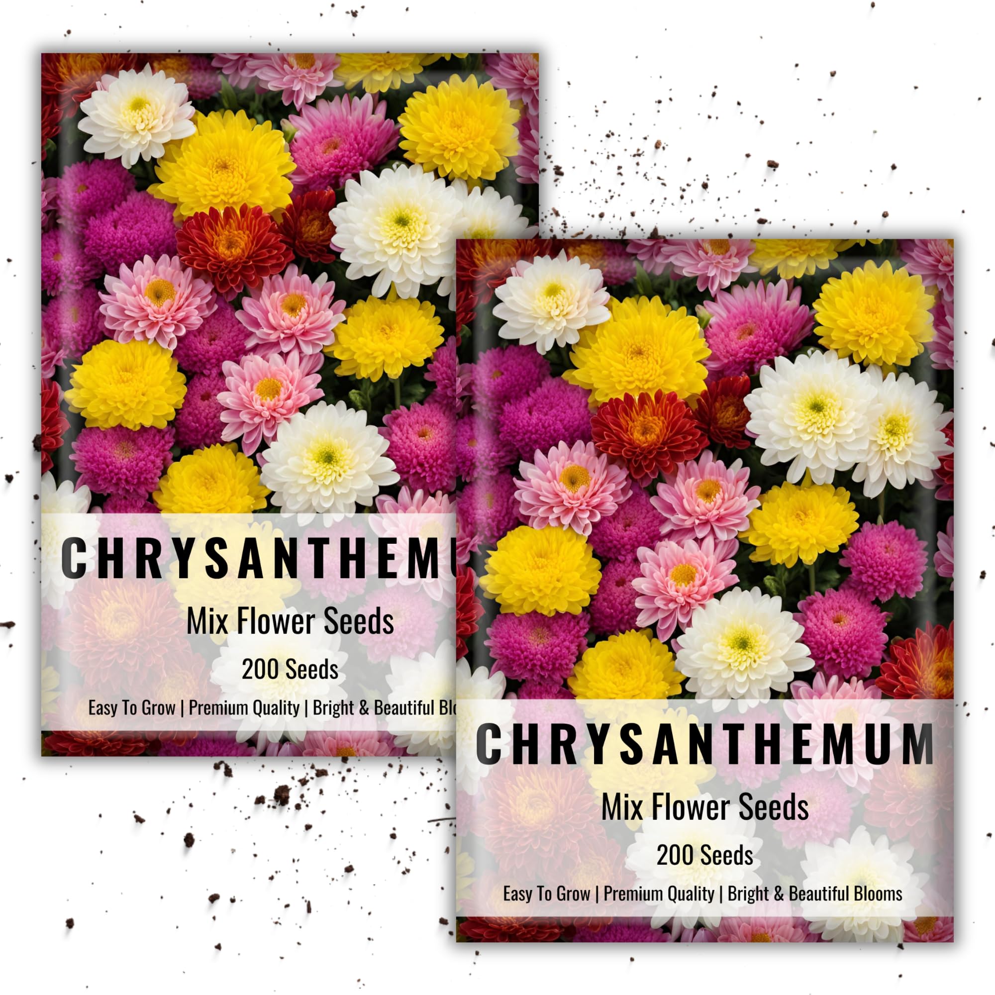 Chrysanthemum Flower Seeds For Planting & gardening | Chrysanthemum Flower Seeds | 200 Flower Seeds Each Pack (Chrysanthemum Flower Seeds) Pack of 2
