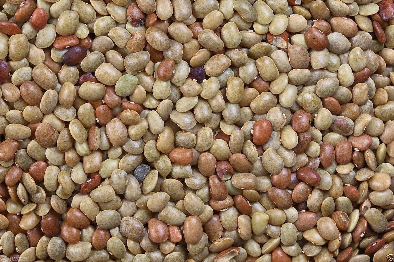 Potseed 500 Horse Gram Bean Seed, (Indian kulthi) Macrotyloma Uniflorum- Organic, Utreated