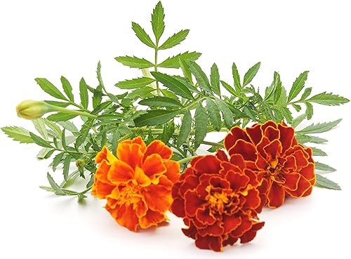 Miniatura 2 de Semillas de Tagetes patula para plantar, mezcla de unas 500 semillas