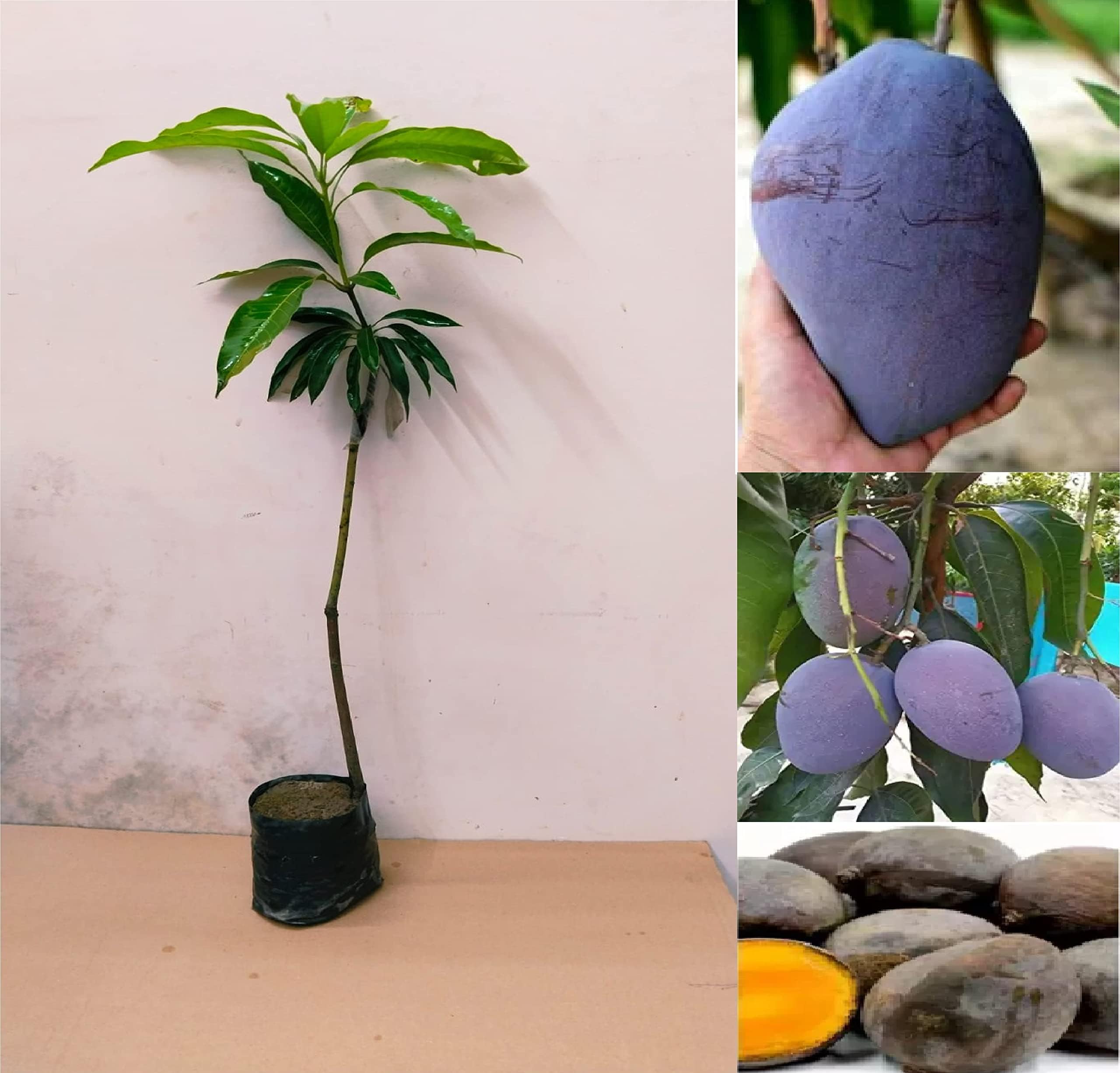 Green View® Black Stone Mango Live Plant | Kala Pathar Mangoo Tree | Black Seed Mangoo | Grafted Rare Fruit Plant for Home Garden, Pot, Balcony, or Terrace | Live Nursery Mango Plant