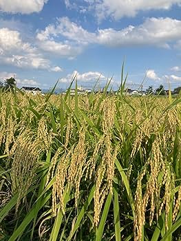 新米　山形県庄内産　雪若丸　玄米25kg　Ｇセレクション　特別栽培米 b4057b0b0e1f8ac8f0d0c29f65406e
