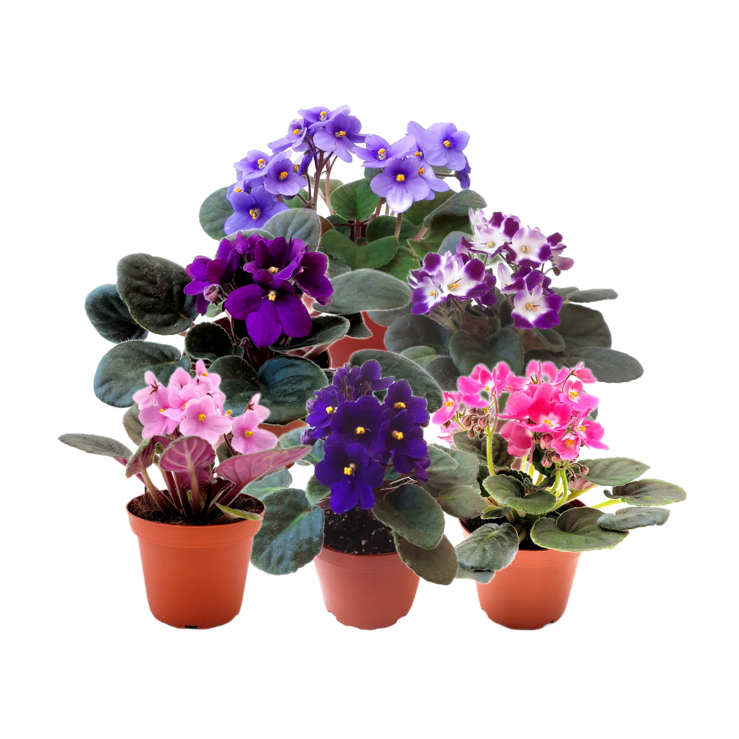 6-Pack of 4” Pots African Violets, Saintpaulia ionantha, from 12 Available Colors, Colors May Vary but All Different, African Violet Live Plant,