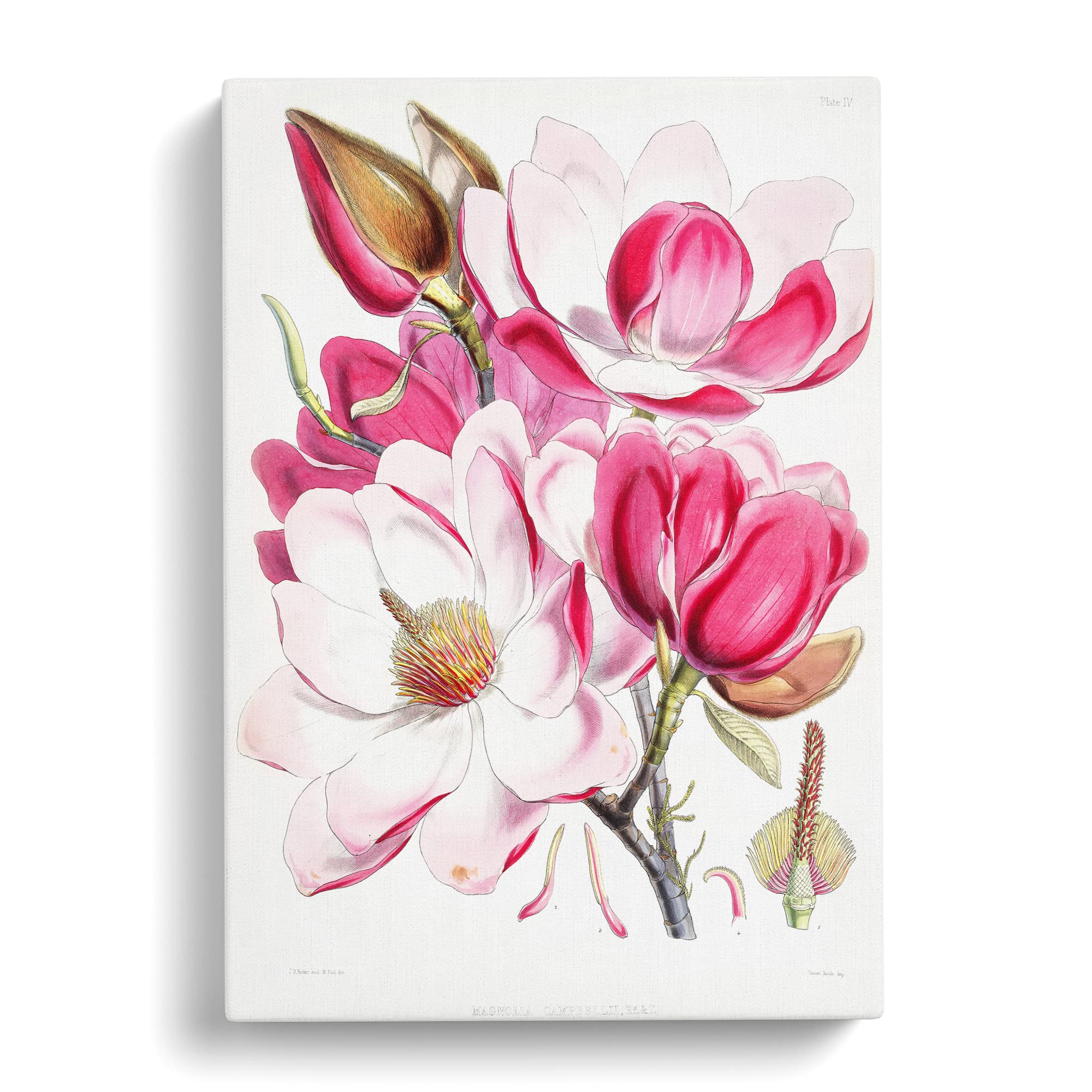 Himalyan Magnolia Flowers By W. H. Fitch Canvas Print, Mixed, 25L x 50W cm - Image 3