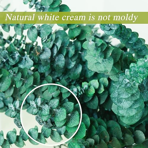 Miniatura 7 de 20 tallos de eucalipto secos preservados, ramas de eucalipto fresco natural de 17 pulgadas para ducha, planta real para relleno de jarrón, arreglo