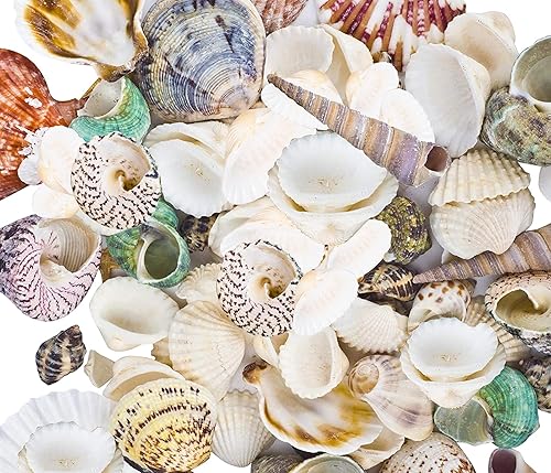80 85 piezas de conchas marinas mixtas de playa para fiesta temática de playa, decoración de boda, manualidades, fabricación de velas, relleno de
