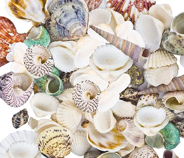 Seashell Decoration Craft Supplies