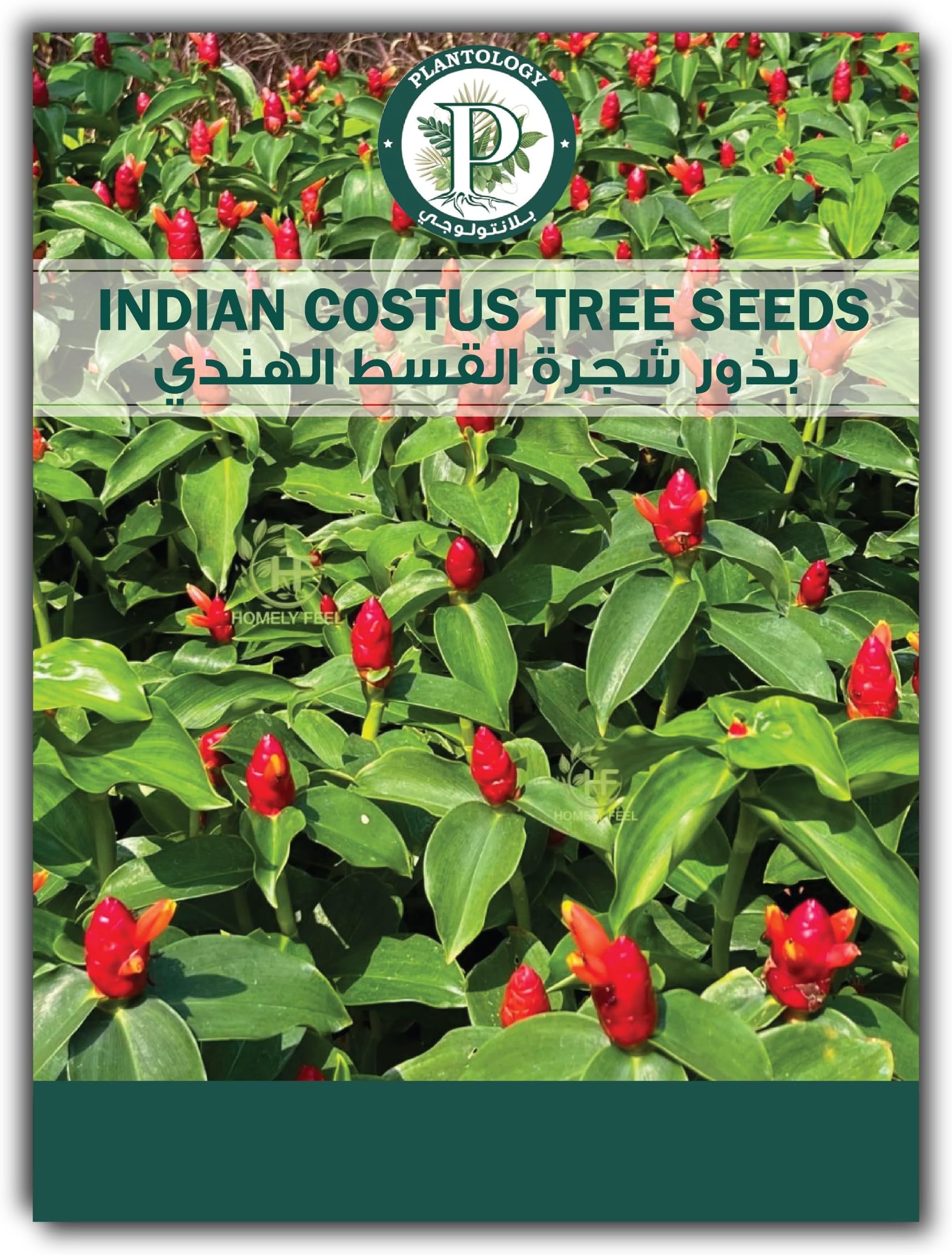 Tree Seeds for Planting – High Germination Natural Seeds for Indoor & Outdoor Gardening (Indian Costus)