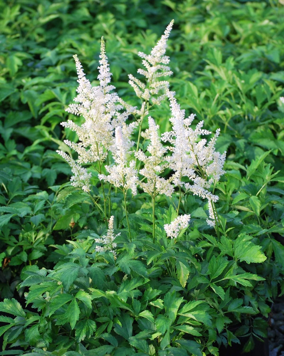 Perennial Farm Marketplace Astilbe a. 'Snowdrift' (False Spirea) Perennial, Size-#1 Container, White Plumes