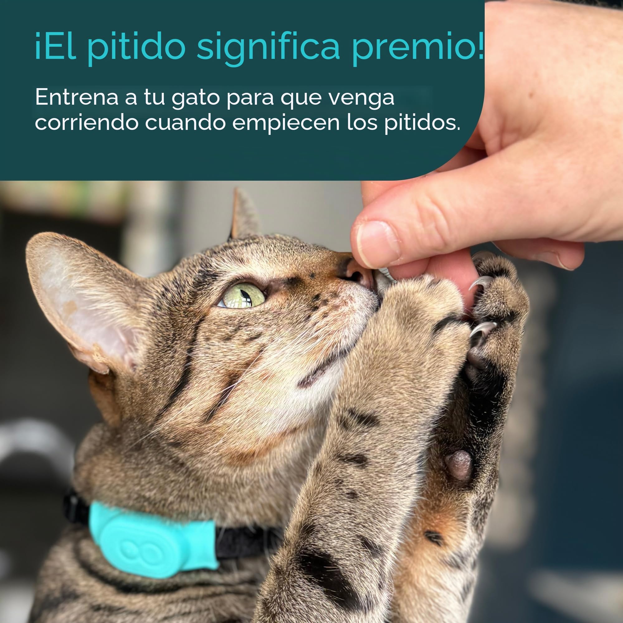 Tabcat V2 Localizador para Gatos - Más Preciso Que el GPS - Sin Suscripción Mensual - 2 Dispositivos de rastreo y 2 Fundas Protectoras - para Gatos de Interior/Exterior - Pequeños y Ligeros