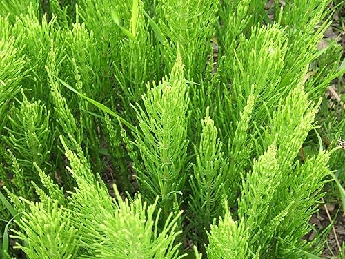 Miniatura 3 de Té de hierbas orgánicas sueltas de cola de caballo, sílice natural (Herba Equiseti Arvensis, Equisetum Arvense) hermoso cabello, uñas y dientes