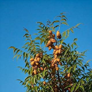 Tree Grow Kit | Easy to use | Educational | Memorial Gift | Plant It for The Planet | Grow Your Own Tree |Wide Selection to Choose from (Pecan)
