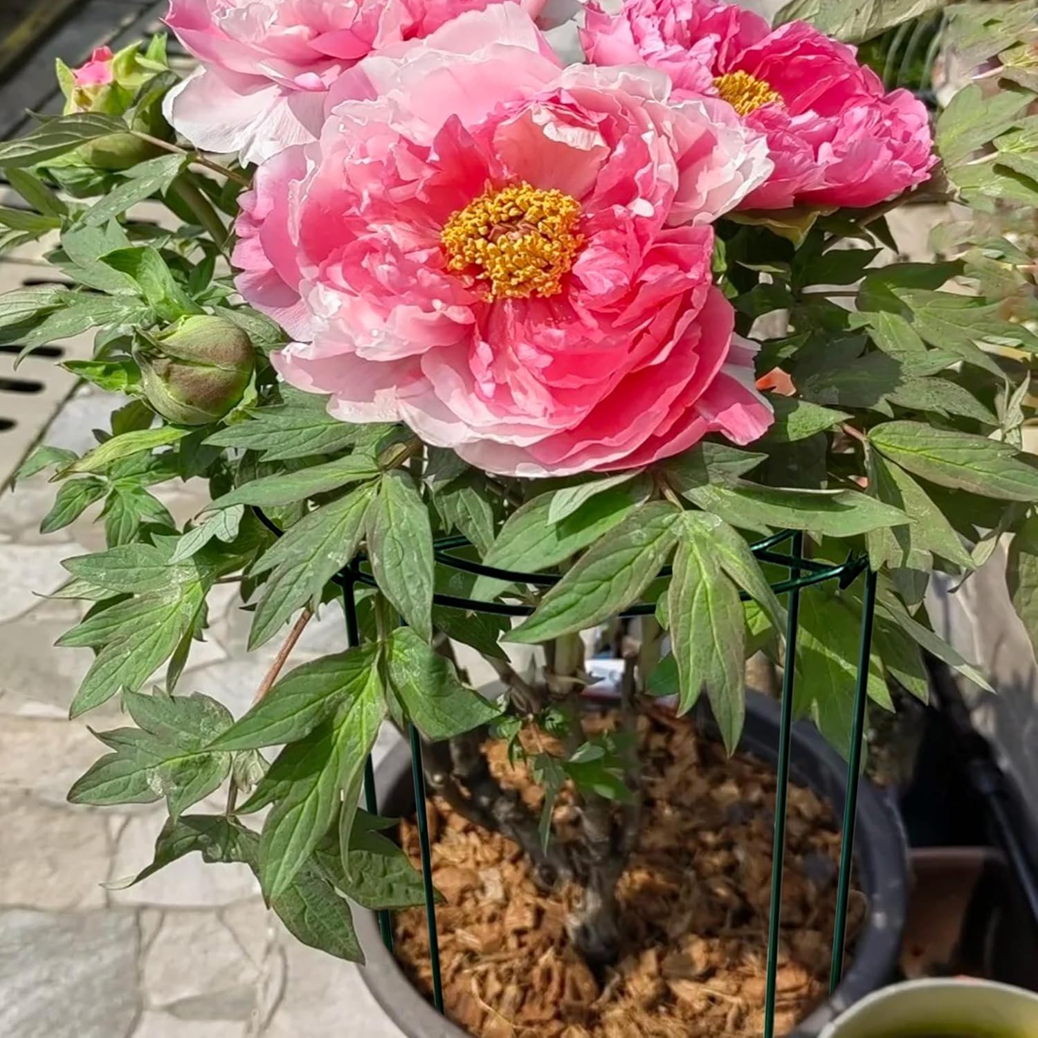 SYITCUN 4pack Peony Cages and Supports, 10 x 16 Inch Four Legs Peony Cage, Heavy-Duty Peonies Support Cages, Peony Ring for Roses, Hydrangeas, Sage, Peonies, Cucumbers, Tomato