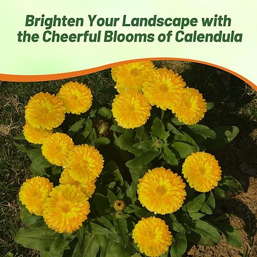 Miniatura 5 de Outsidepride Calendula Officinalis Golden Emperor Pot - Semilla de flores de jardín de caléndula - 1000 semillas