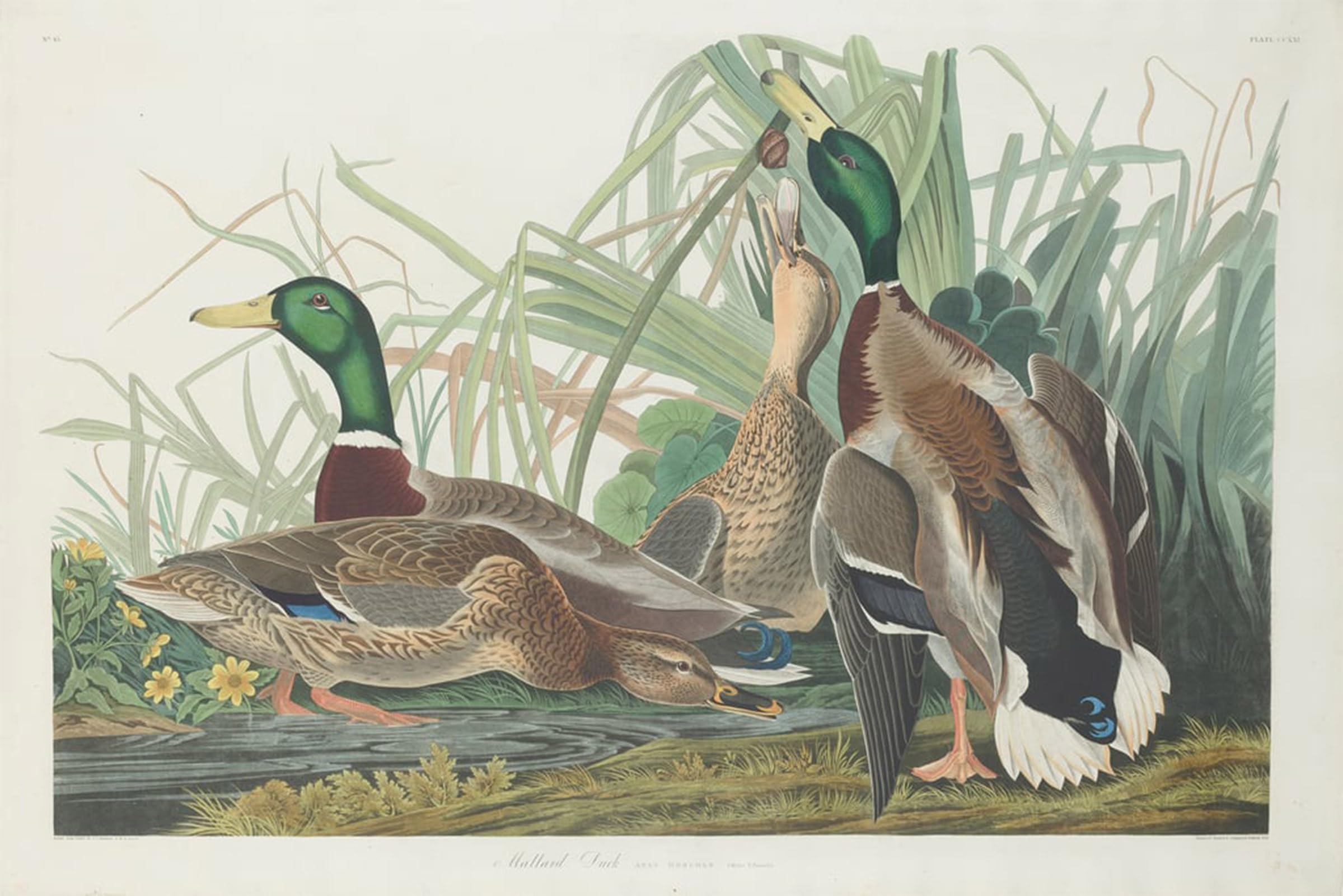 SERENDIPITP Vintage Wall Art Canvas Nordic Poster Canvas Print Picture Mallard Duck by John Jamess Audubon Wall Art Poster for Home Decor 60x90cm