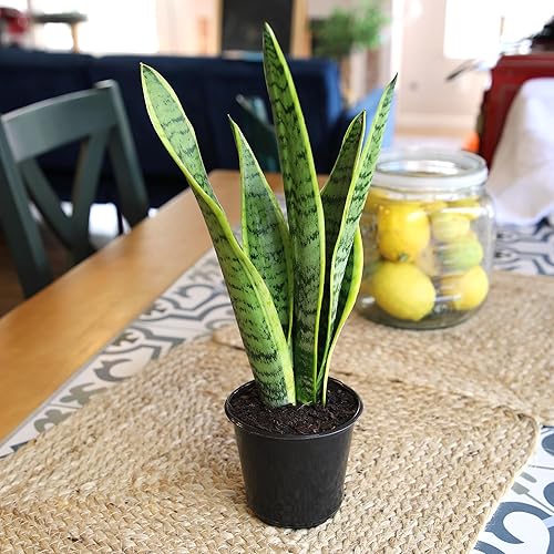 Miniatura 2 de Planta de serpiente viva, Sansevieria trifasciata Laurentii, Planta de interior completamente arraigada en maceta, Planta de sansevieria lengua de