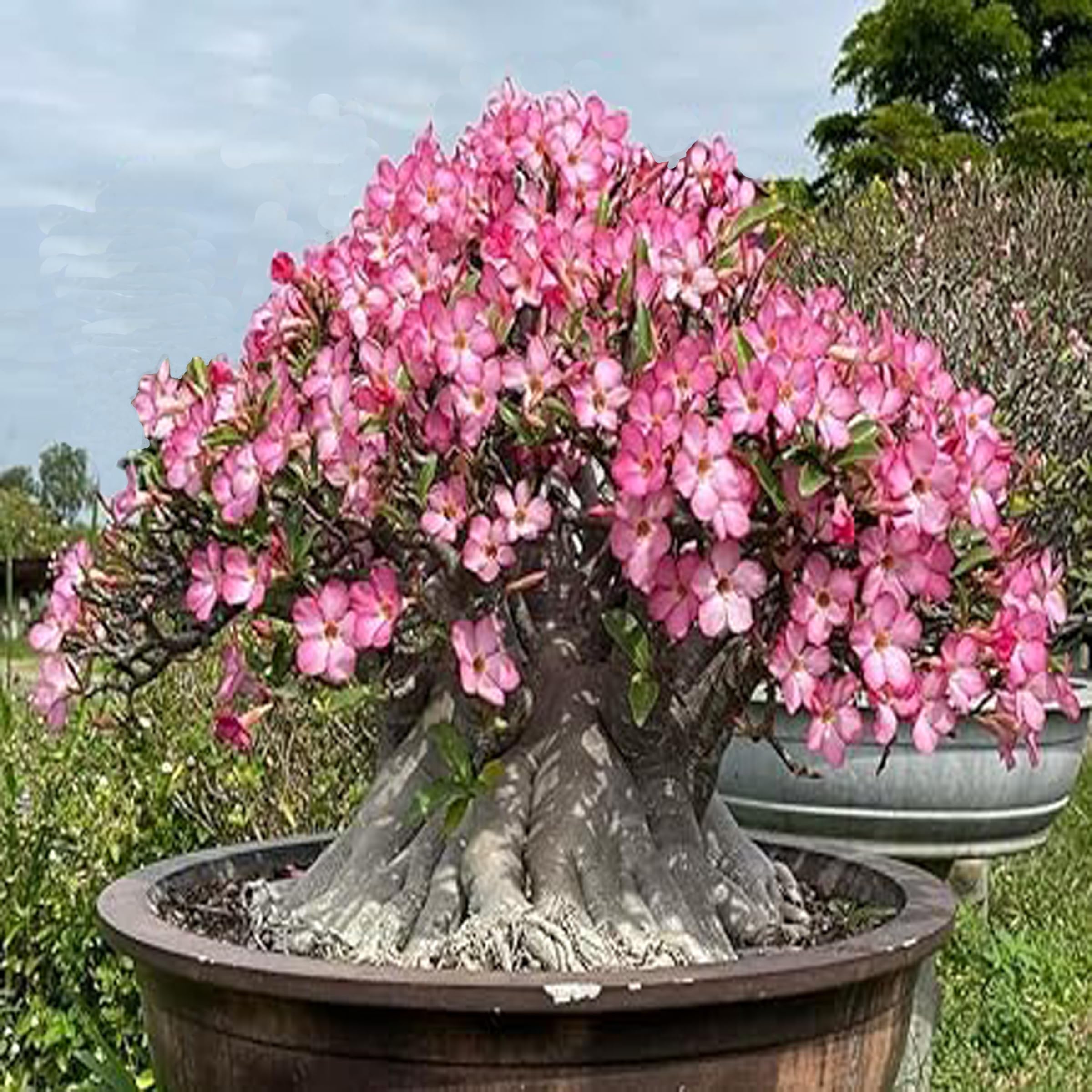 Exotic Adenium Arabicum Seeds, Desert Rose Seeds, Hybrid Vibrent Colour Double Petal Mix Colour Flowers, 10 Seeds. (B0D5MCR1B1) Amazon Price History, Amazon Price Tracker