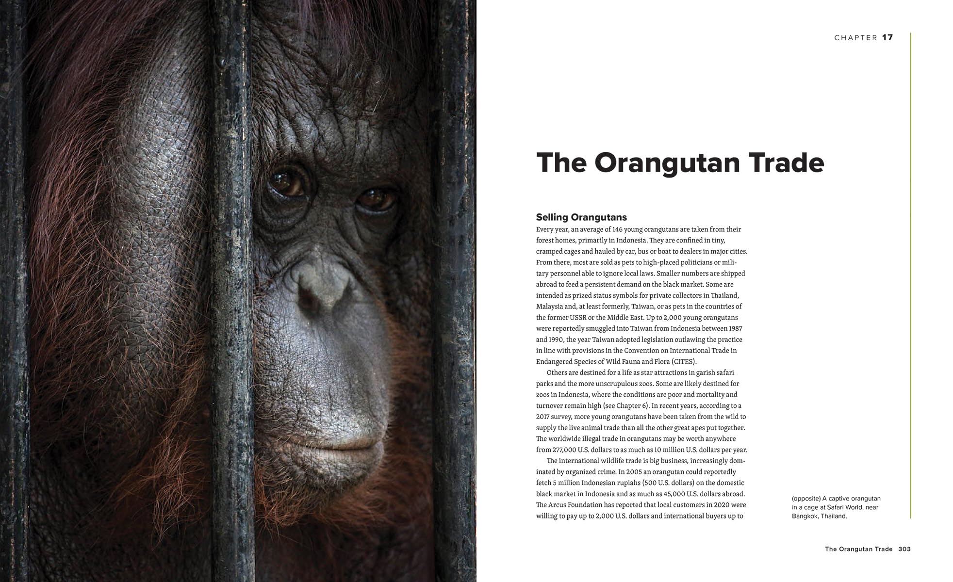 Orangutans: Their History, Natural History and Conservation
