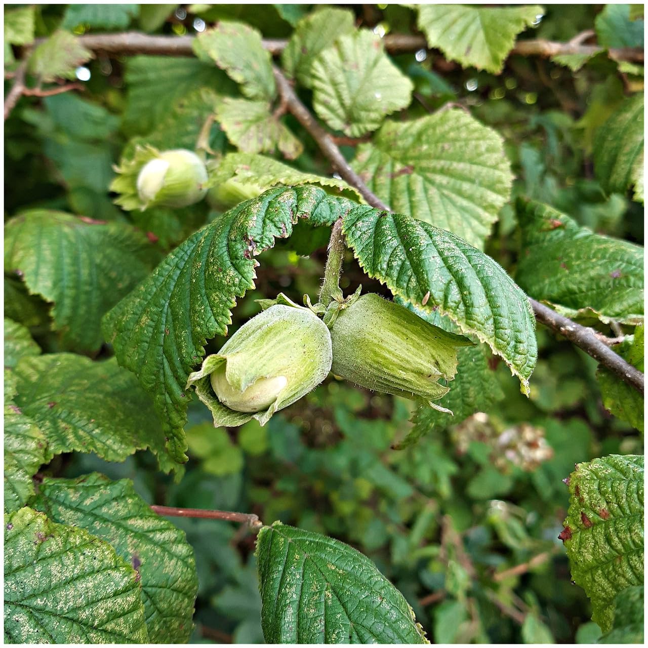 Hazel Lange Spaanse Tree, in 2L Pot, Grow Big Tasty Hazelnuts 3fatpigs®