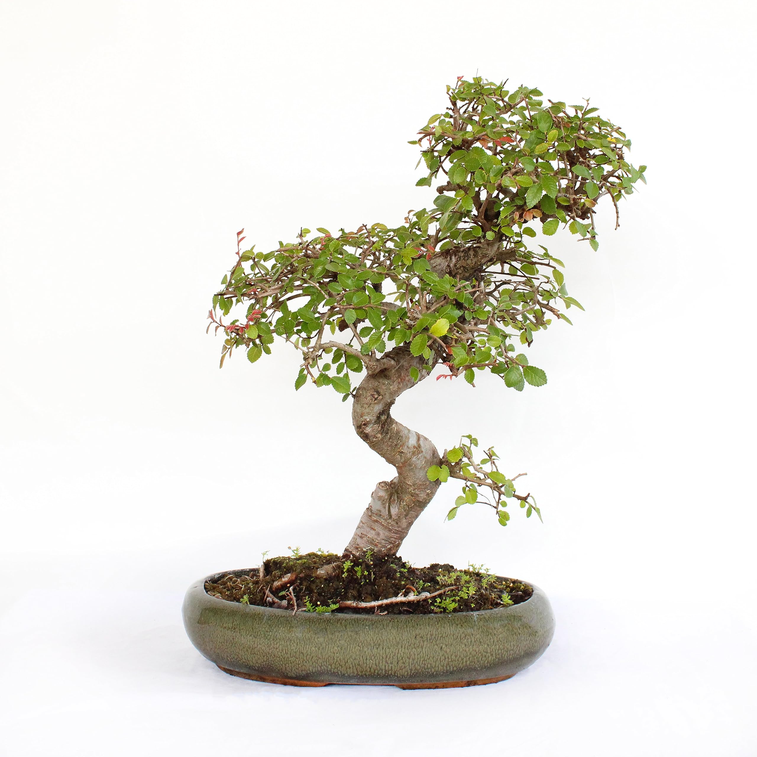 KENTIS - Zelkova Bonsai - Echt Japanische Zelkove Bonsai Baum - Innen- und  Auenpflanze - H 35-45 cm Keramiktopf 28 cm : Amazon.de: Garten