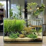 Vimvins 5 Réservoir de poisson en verre de Gallon, facile à entretenir petit aquarium pour Betta/Goldfish/Escargots/ Crevettes et plantation aquatique.