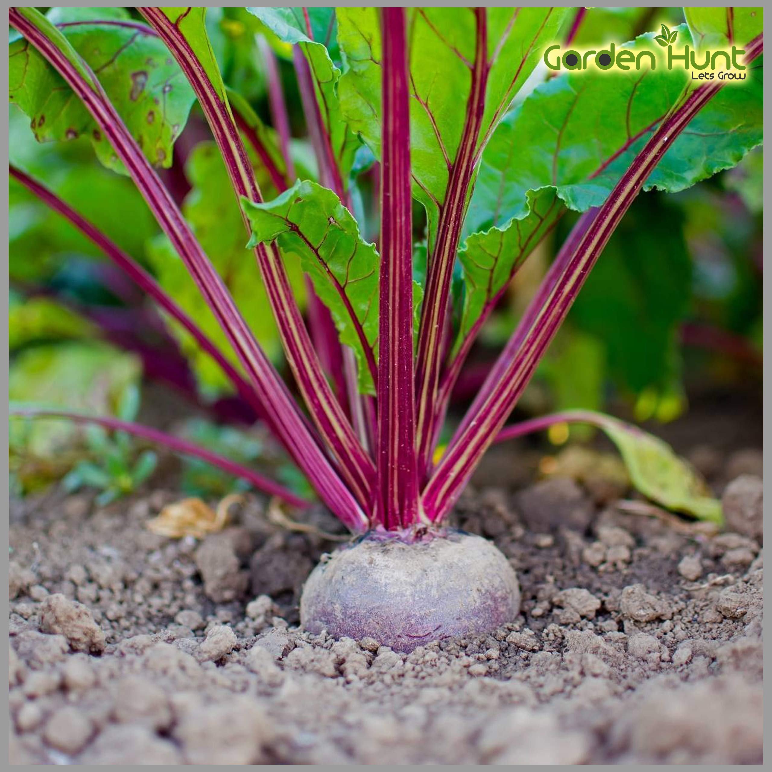 GardenHunt Beetroot Seeds (Pack of 100 Seeds)- GardenHunt (B085XKSHYB) Amazon Price History, Amazon Price Tracker