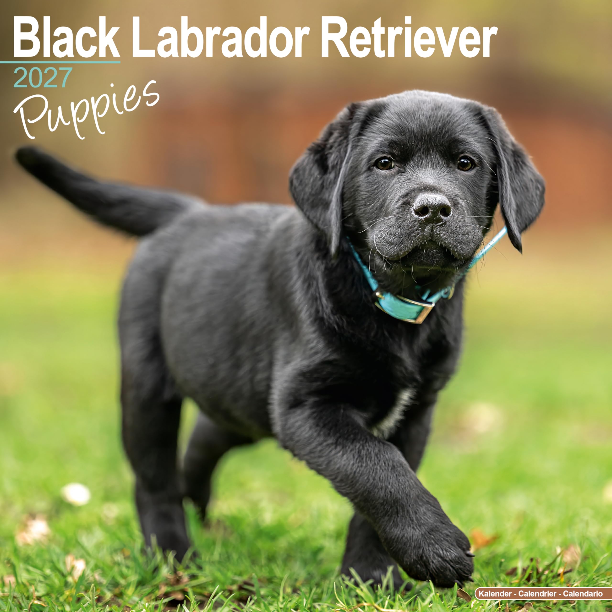 Black Labrador Retriever Puppies Calendar 2027, Wall Calendars, Gift