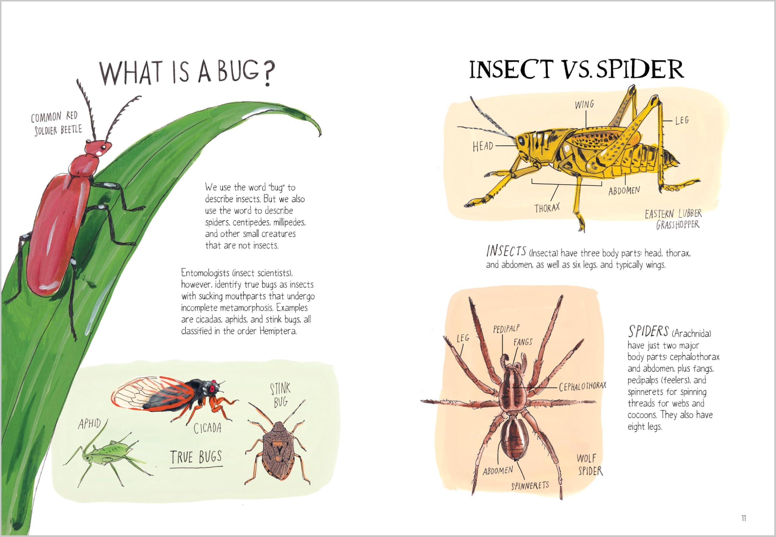 Insect Anatomy: The Curious World of Bees, Beetles, Butterflies, and Bugs