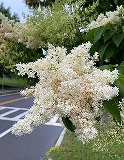Ivory Silk Japanese Tree Lilac Live Plant – Syringa reticulata ‘Ivory Silk’ – Fragrant Creamy White Flowers – Hardy Ornamental Flowering Tree – Starter Plant