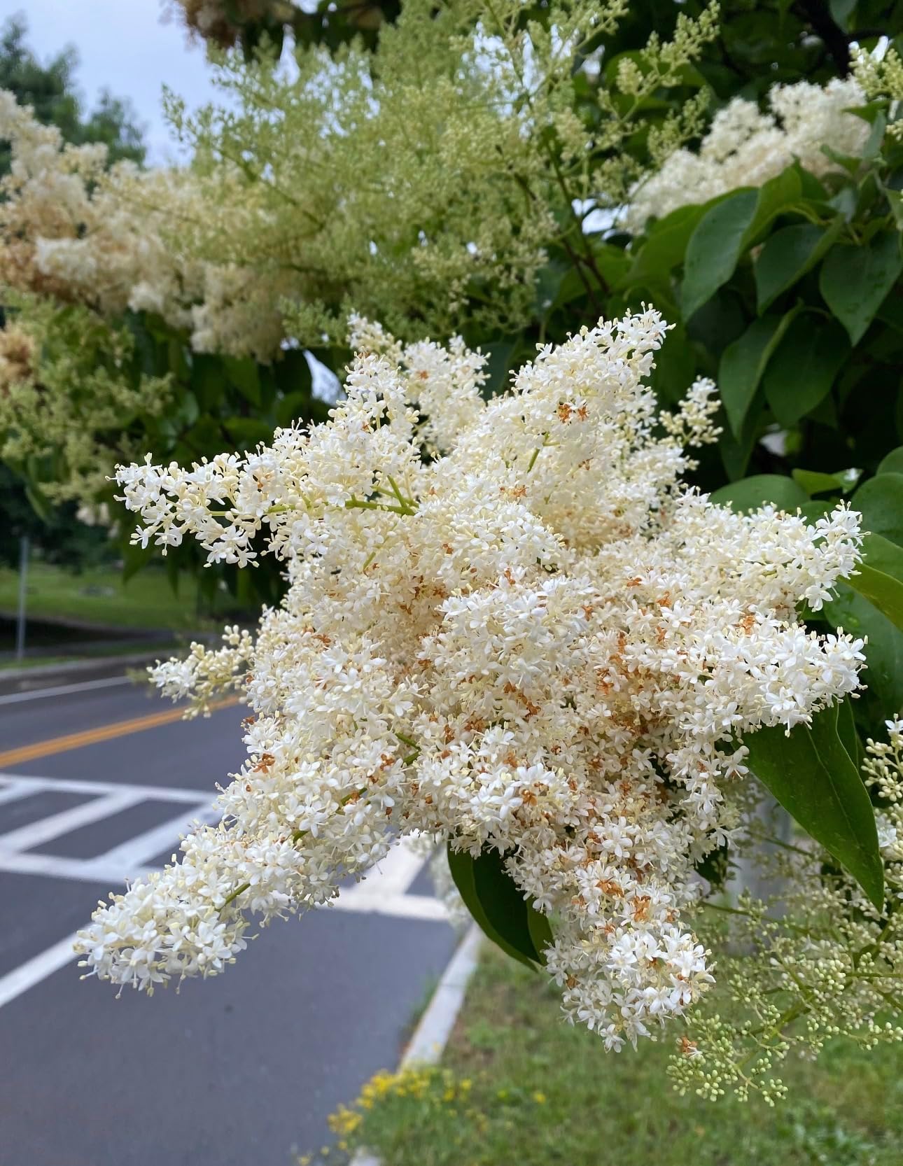 Ivory Silk Japanese Tree Lilac Live Plant – Syringa reticulata ‘Ivory Silk’ – Fragrant Creamy White Flowers – Hardy Ornamental Flowering Tree – Starter Plant