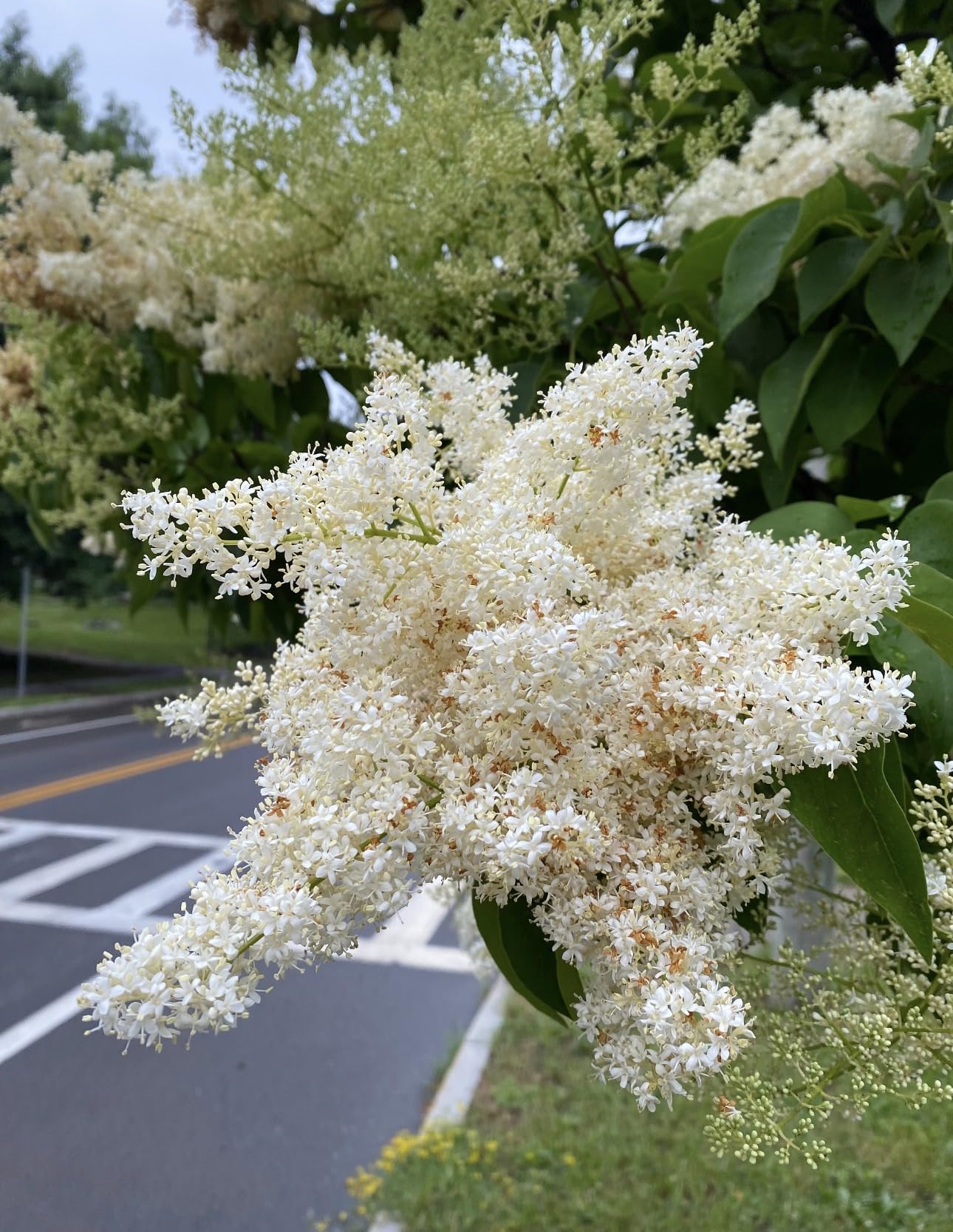 Ivory Silk Japanese Tree Lilac