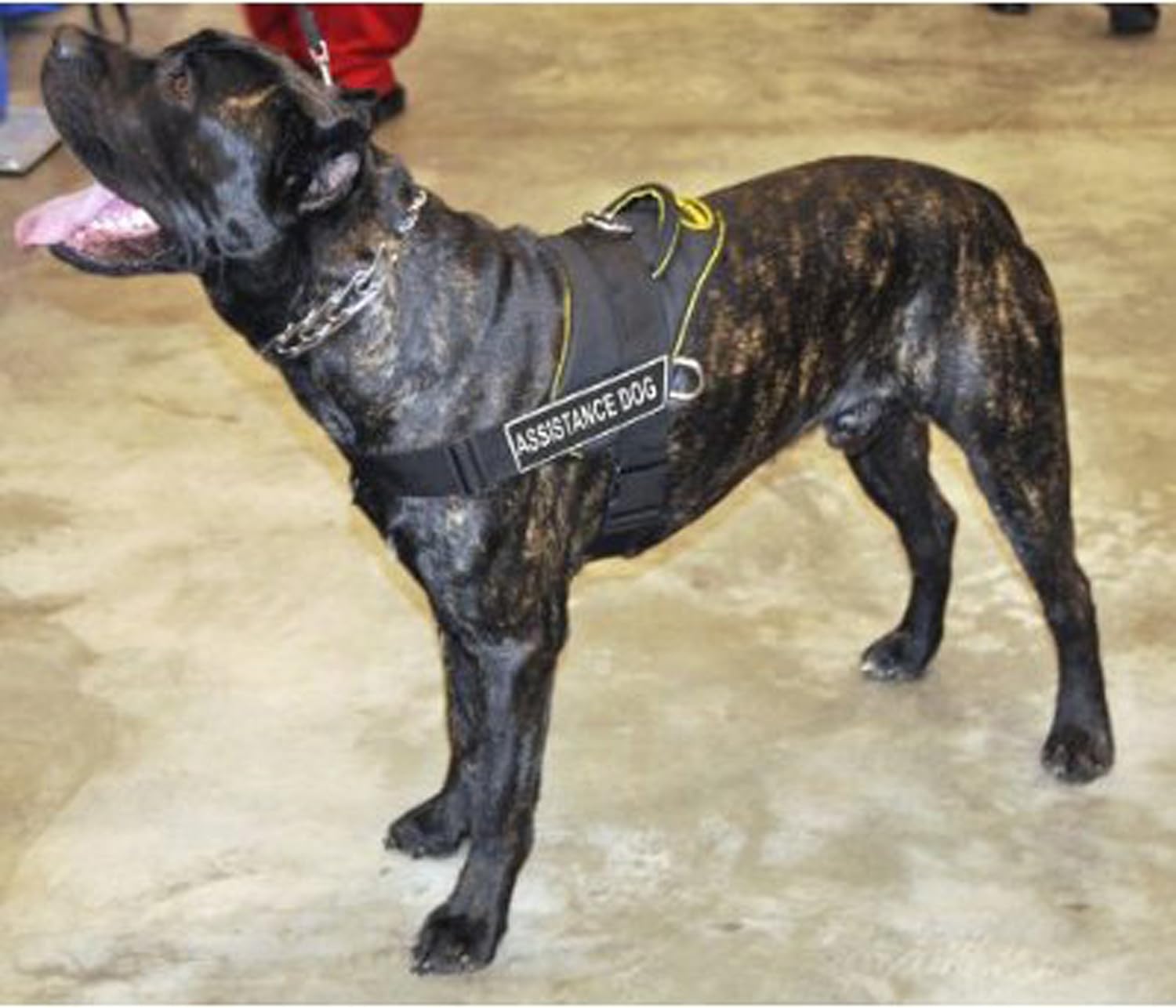 Dean & Tyler Fun Works Dog Harness with Assistance Dog Removable Velcro, Yellow Trim, Medium