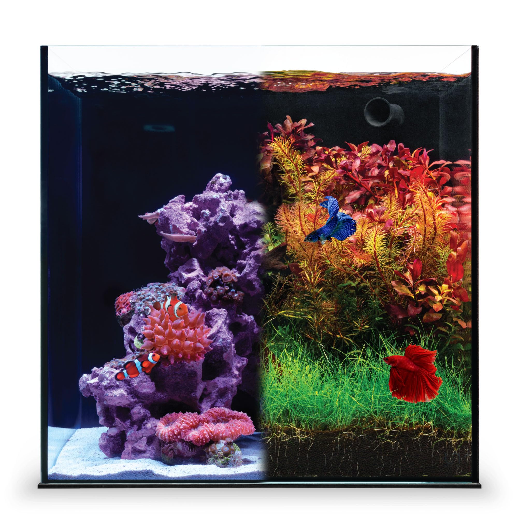 Ultum Nature Systems Dual AIO - Freshwater/Saltwater Compatible All in One Rimless Tank with Triple Chamber Filtration System, Integrated Filter