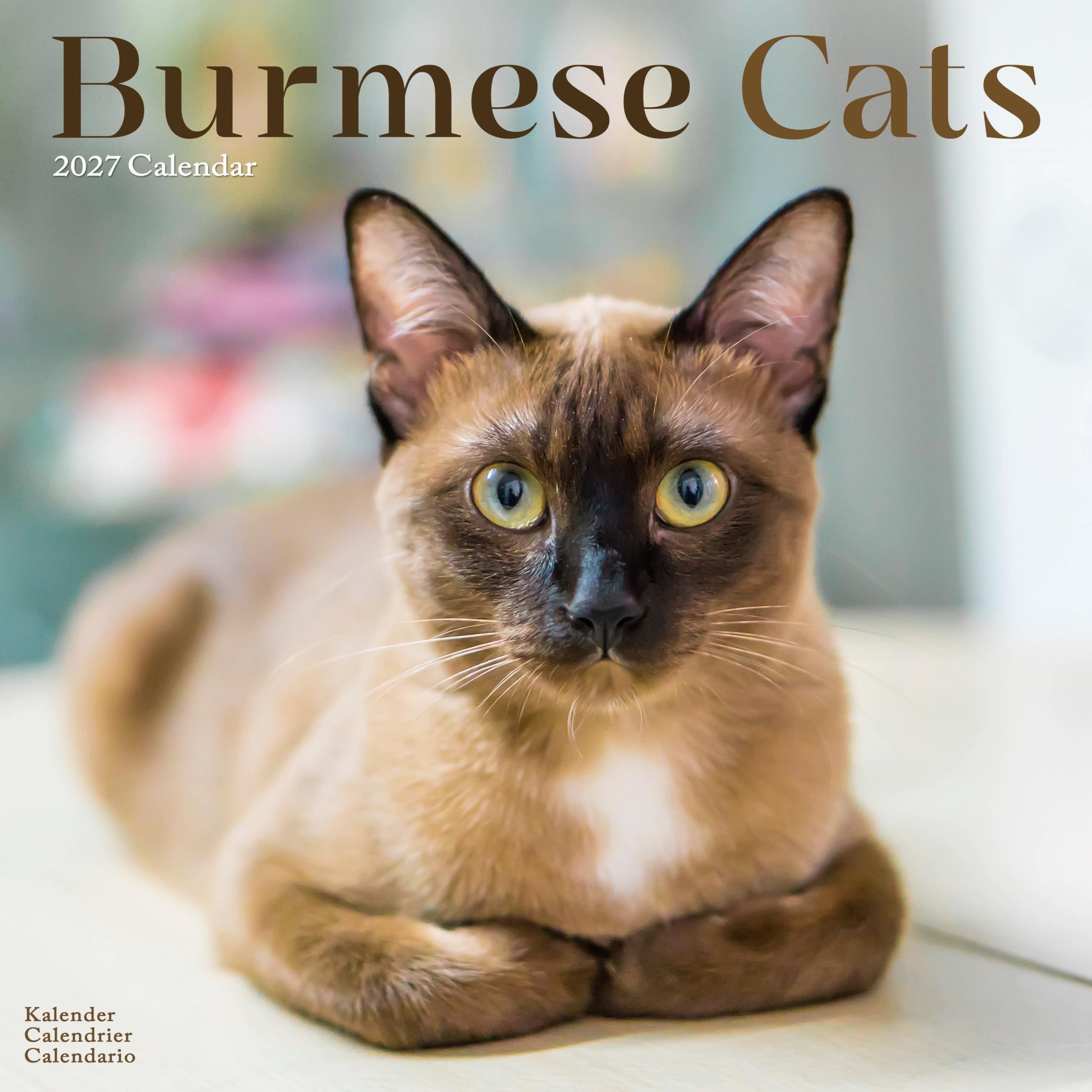 Burmese Cats Calendar 2027, Wall Calendars, Month To View, Cats, Gift